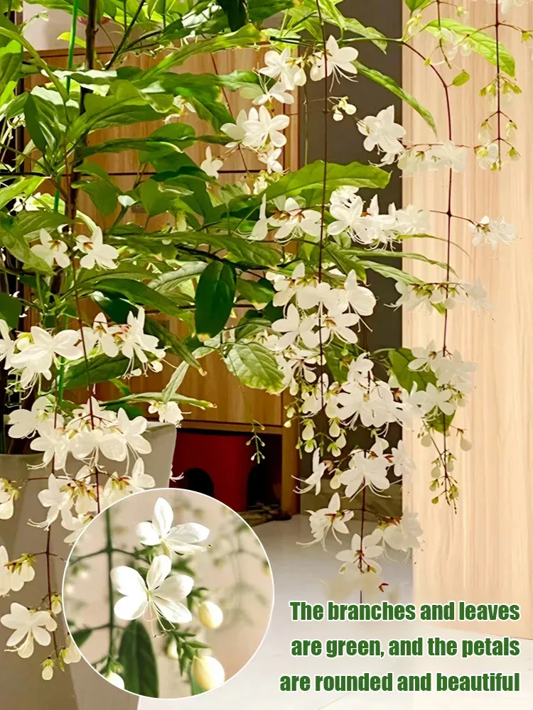 Weeping Jasmine Seeds