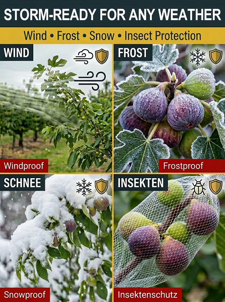 [Fruit Farmers Are Clamoring to Buy] Guaranteed-to-Thrive Extra-Sweet Fig Tree Saplings