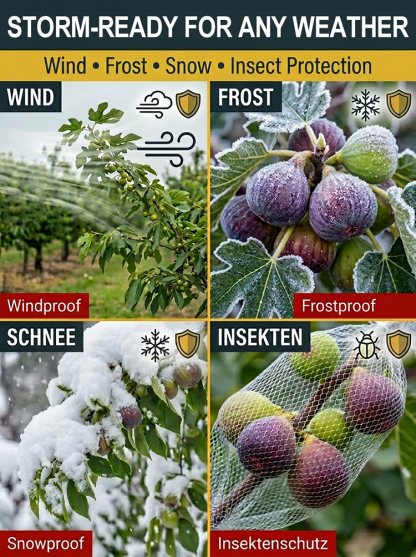 [Fruit Farmers Are Clamoring to Buy] Guaranteed-to-Thrive Extra-Sweet Fig Tree Saplings