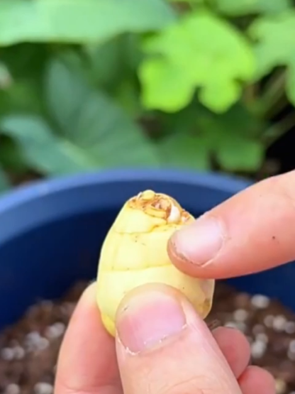 【Four-Season Blooming】Perfume Snow Orchid Seed