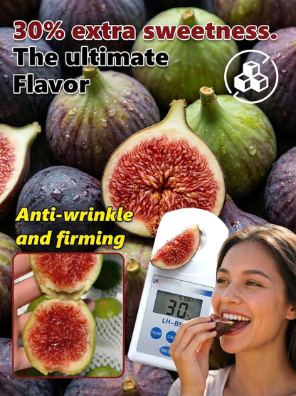 [Fruit Farmers Are Clamoring to Buy] Guaranteed-to-Thrive Extra-Sweet Fig Tree Saplings