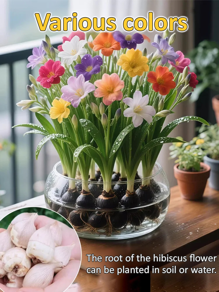 【Four-Season Blooming】Perfume Snow Orchid Seed