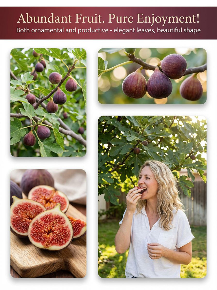 [Fruit Farmers Are Clamoring to Buy] Guaranteed-to-Thrive Extra-Sweet Fig Tree Saplings