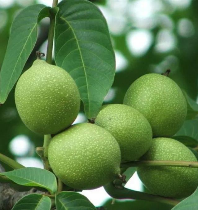 Pecan seedlings imported from the USA