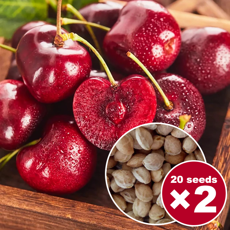 🍒 April Harvest! 110lbs Giant Cherry Seeds — NY Tech | 98% Survival | Only 80 Left!