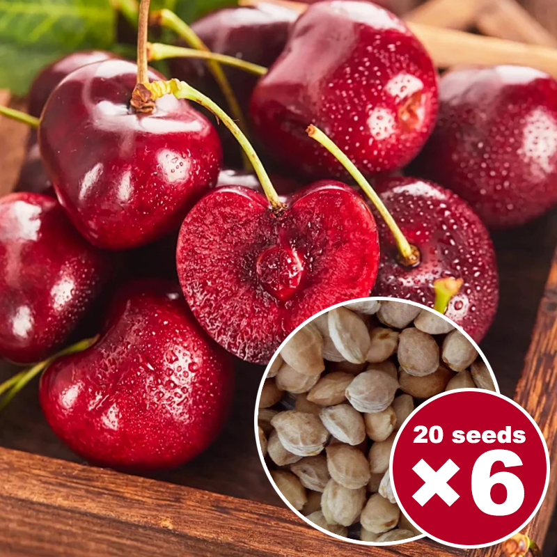 🍒 April Harvest! 110lbs Giant Cherry Seeds — NY Tech | 98% Survival | Only 80 Left!