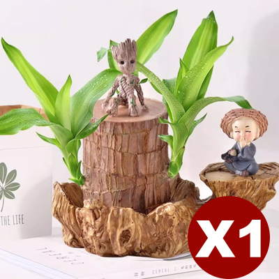 Wassergezogene brasilianische Glückspflanze, blüht das ganze Jahr über