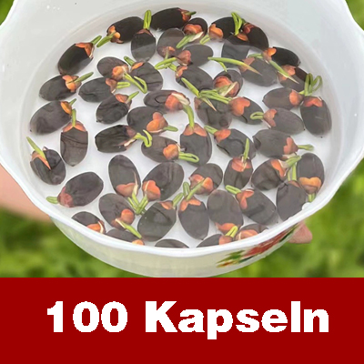 【Normale Blüte bis -20℃ möglich】Winter-Zierlotussamen für die Hydrokultur