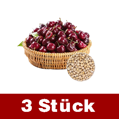 Vollgepackt mit lebenden Kirschkernen