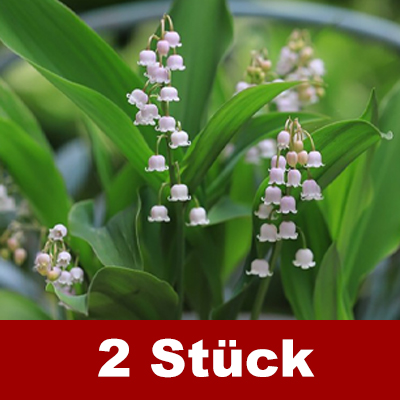 Natürlicher Duft - Wunderschöne Maiglöckchen Samen