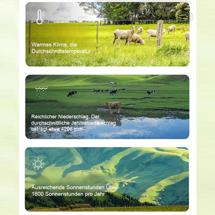 König der Tausend Früchte】Niedrigtemperatur geröstete Macadamianüsse