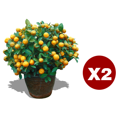 Zuckerorangen-Setzlinge