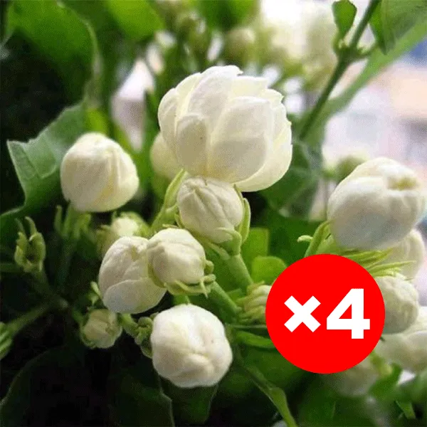 【Parfüm des Gartens】Vierjahreszeiten blühende, doppelt blühende Jasminsamen