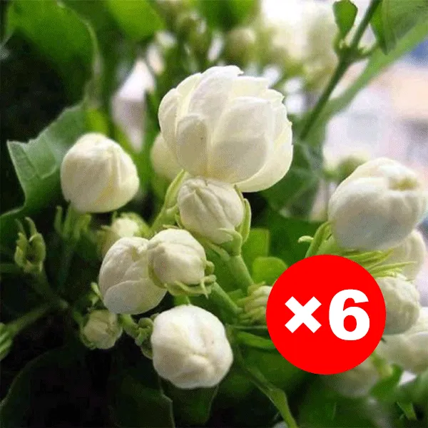 【Parfüm des Gartens】Vierjahreszeiten blühende, doppelt blühende Jasminsamen