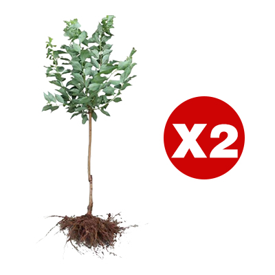 März verpasst? Ein Jahr gewartet! Ernten Sie jetzt saftig-süße Goldpfirsiche im eigenen Garten.