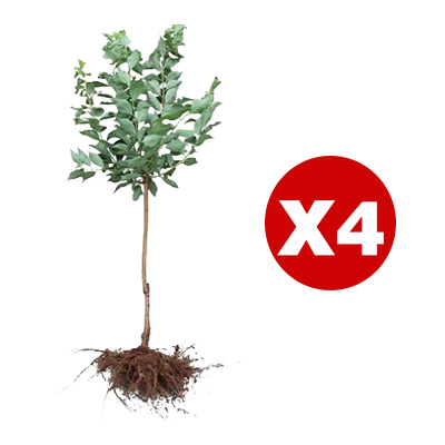 März verpasst? Ein Jahr gewartet! Ernten Sie jetzt saftig-süße Goldpfirsiche im eigenen Garten.