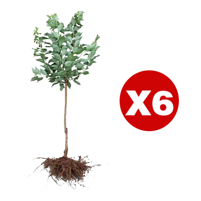 März verpasst? Ein Jahr gewartet! Ernten Sie jetzt saftig-süße Goldpfirsiche im eigenen Garten.