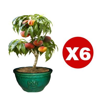 Robuste und pflegeleichte rote Pfirsichsetzlinge