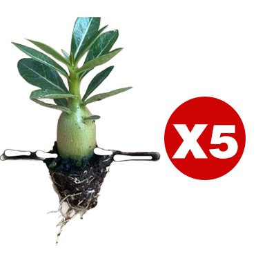 【Mit Wasser gedeiht es 100 Jahre】Wüstenrosen-Zwiebelblume