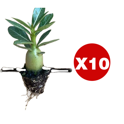 【Mit Wasser gedeiht es 100 Jahre】Wüstenrosen-Zwiebelblume