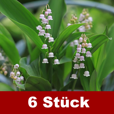 Natürlicher Duft - Wunderschöne Maiglöckchen Samen