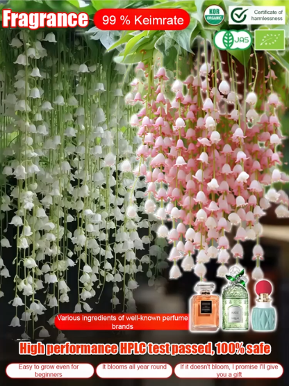 Natürlicher Duft - Wunderschöne Maiglöckchen Samen