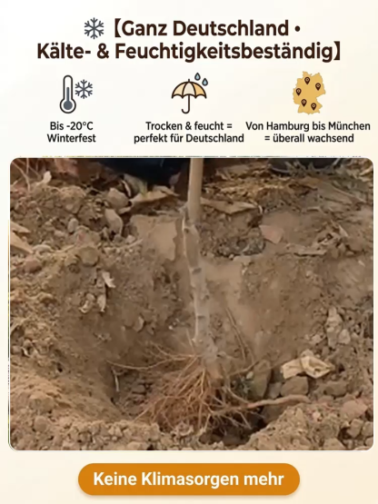 Robuste und pflegeleichte rote Pfirsichsetzlinge
