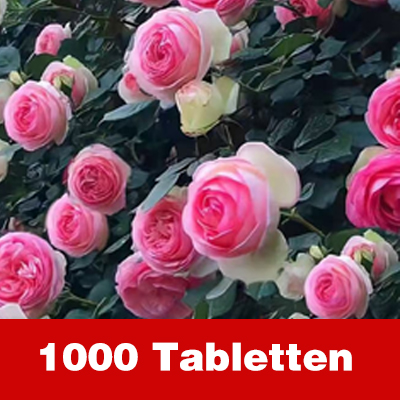 Ganzjährig blühende, gefüllte Rosen-Samen