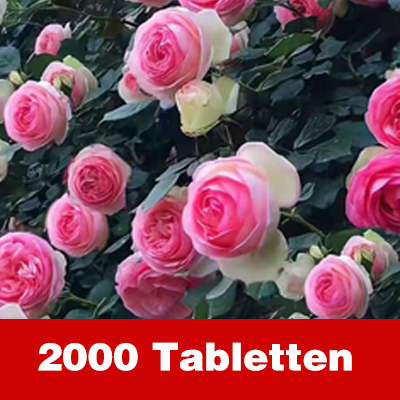 Ganzjährig blühende, gefüllte Rosen-Samen