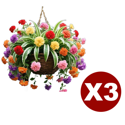 Immerblühende, duftende Goldrand-Grünlilie Samen