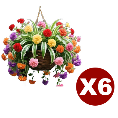 Immerblühende, duftende Goldrand-Grünlilie Samen