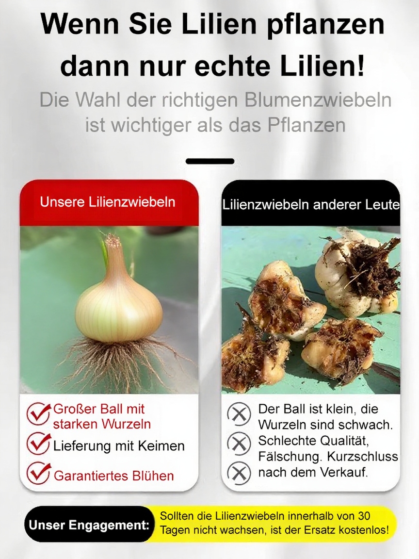 Vier-Jahreszeiten-Blühende Lilienzwiebel