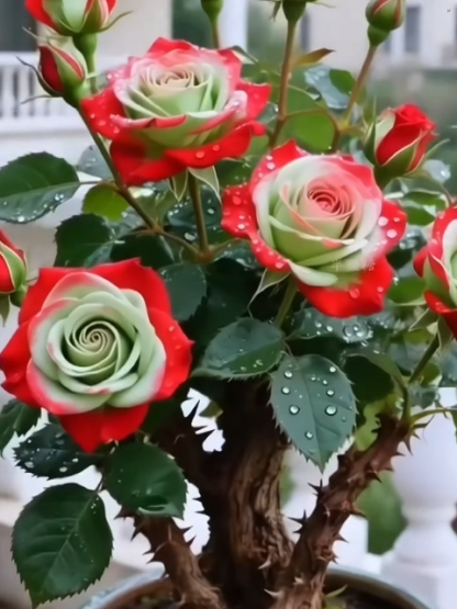 Schottische Rot-Grün-Rosenpflanze