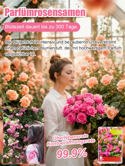 Ganzjährig blühende, gefüllte Rosen-Samen
