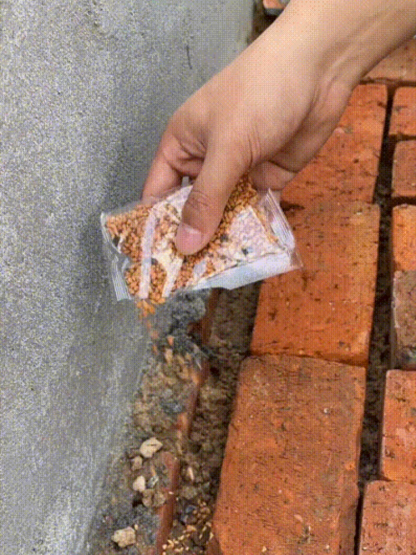 Ganzjährig blühende, gefüllte Rosen-Samen