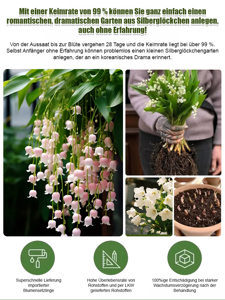 Natürlicher Duft - Wunderschöne Maiglöckchen Samen