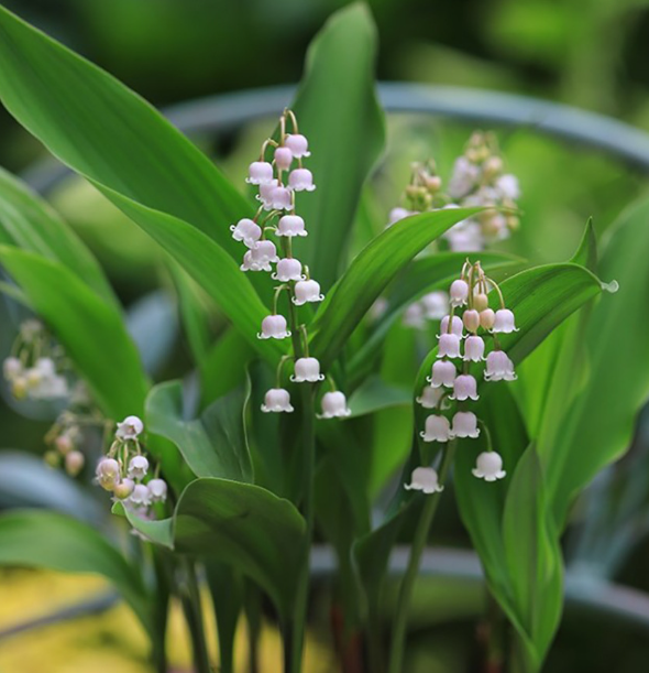 Natürlicher Duft - Wunderschöne Maiglöckchen Samen