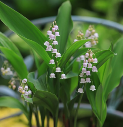 Natürlicher Duft - Wunderschöne Maiglöckchen Samen