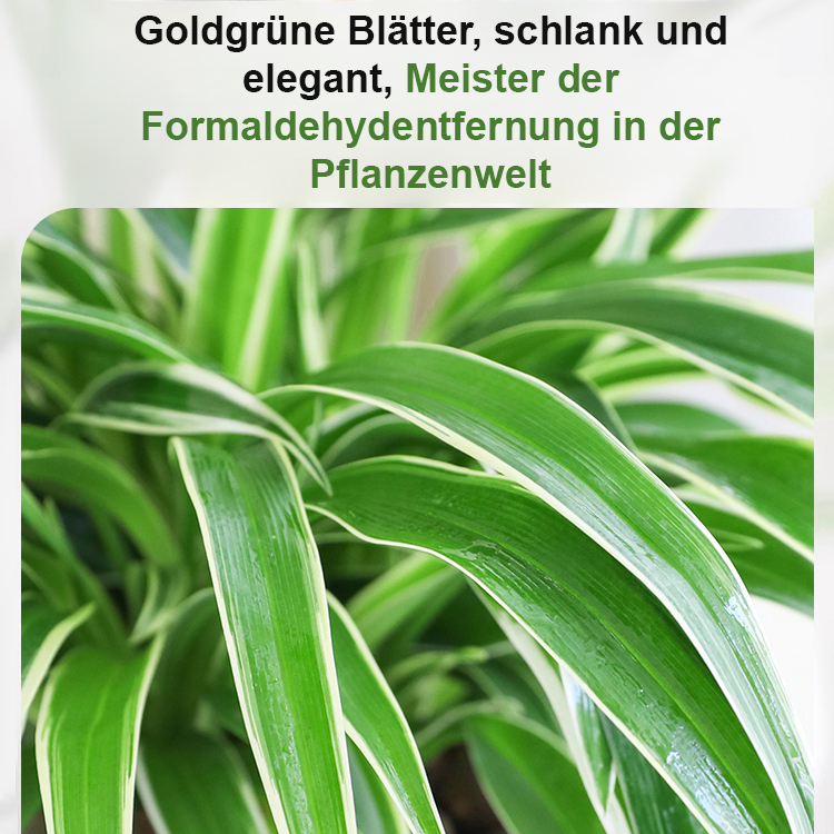 Immerblühende, duftende Goldrand-Grünlilie Samen