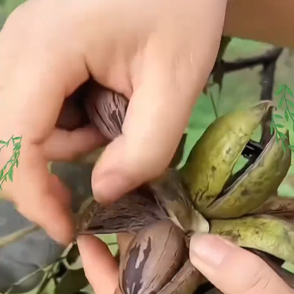 Die usa importieren befruchtungen