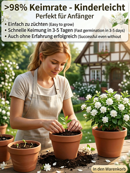 【Parfüm des Gartens】Vierjahreszeiten blühende, doppelt blühende Jasminsamen