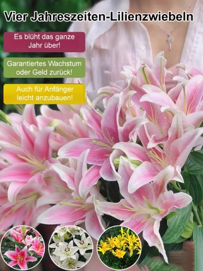 Vier-Jahreszeiten-Blühende Lilienzwiebel