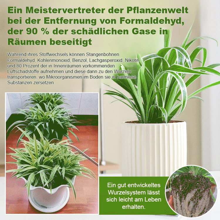 Immerblühende, duftende Goldrand-Grünlilie Samen