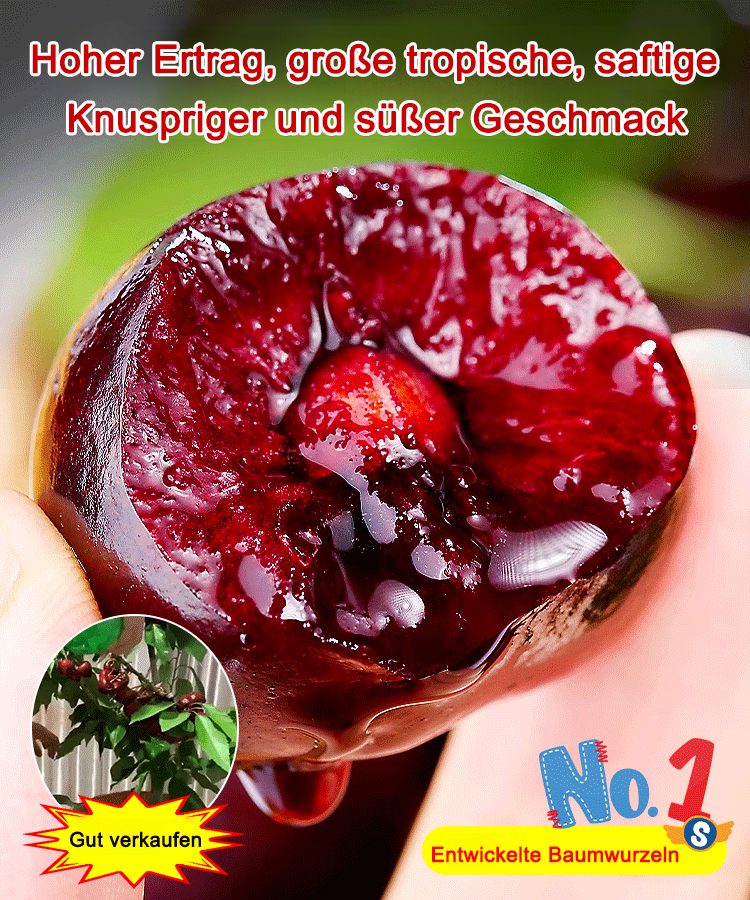 Vollgepackt mit lebenden Kirschkernen