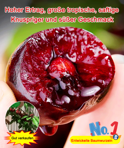 Vollgepackt mit lebenden Kirschkernen