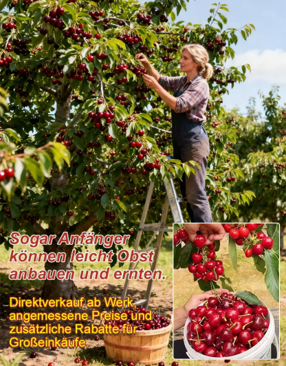 Vielseitige Kirschkerne mit hoher Überlebensrate