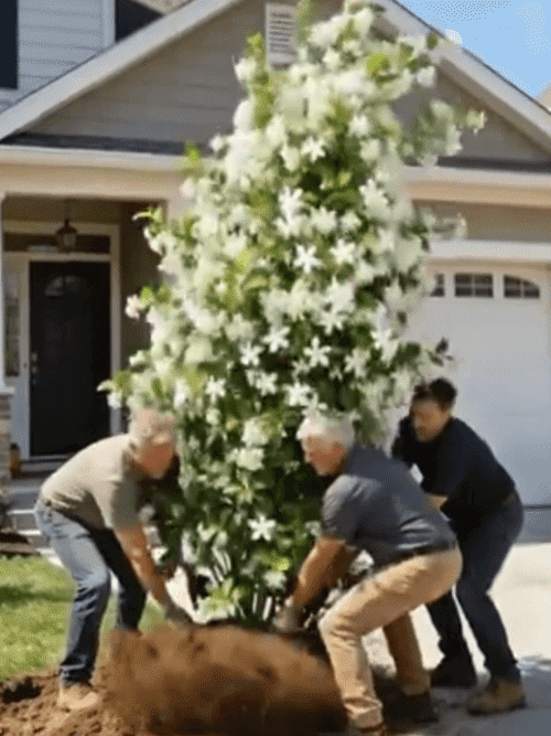 【Parfüm des Gartens】Vierjahreszeiten blühende, doppelt blühende Jasminsamen