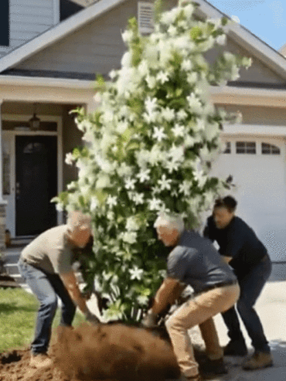【Parfüm des Gartens】Vierjahreszeiten blühende, doppelt blühende Jasminsamen