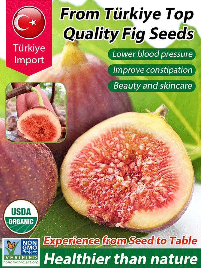 【No fruit, full refund】🏅USDA Recommended & AAS Gold Medal: Türkiye imports giant fig tree seeds