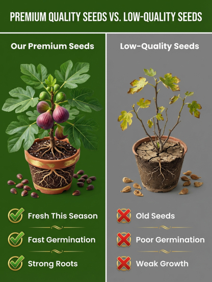 Watering is all it takes for them to thrive: Four Seasons Fig Seeds